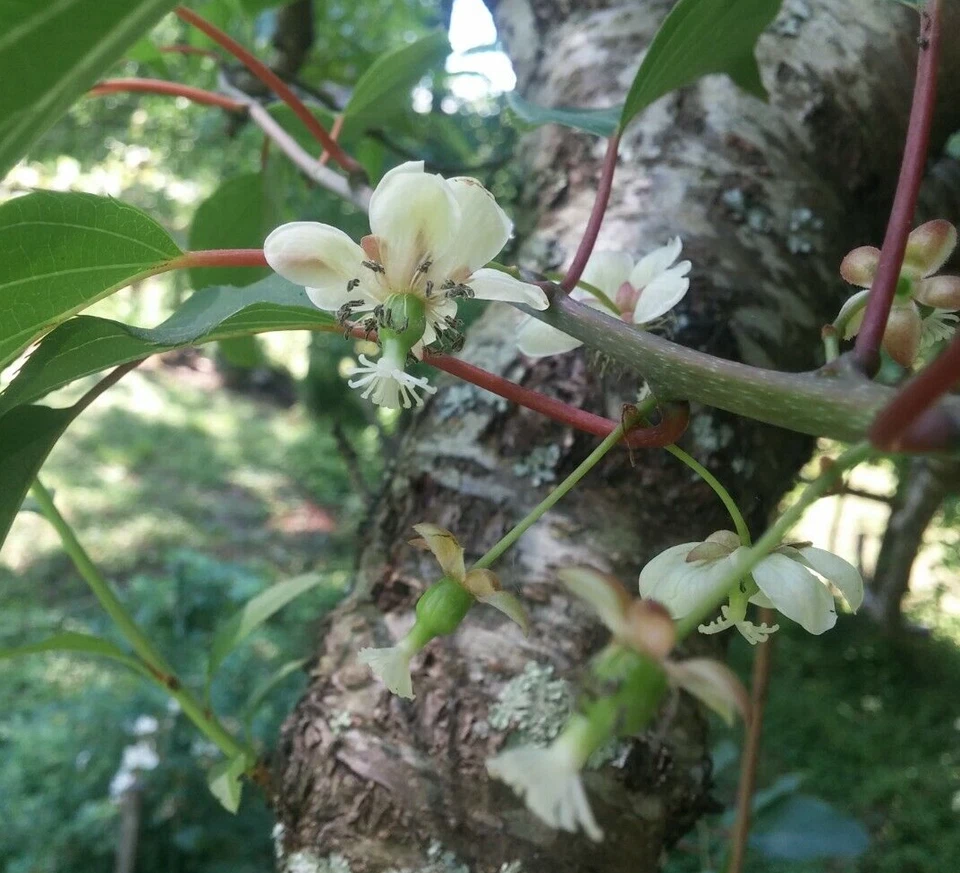 Hardy Arctic Kiwi Vine Cuttings Actinidia arguta Anna Female, Seedless Fruit Variety, 6 Unrooted Cuttings