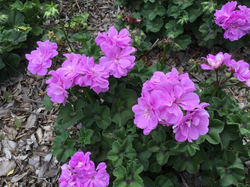 Ivy Geranium Double Bright Pink Cuttings Pelargonium peltatum 6 Unrooted Live Flower Plant for Propagation