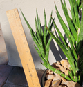 Sansevieria Francisii Snake Plant Cutting – 1 Live Succulent Cutting for Rooting and Indoor Planting