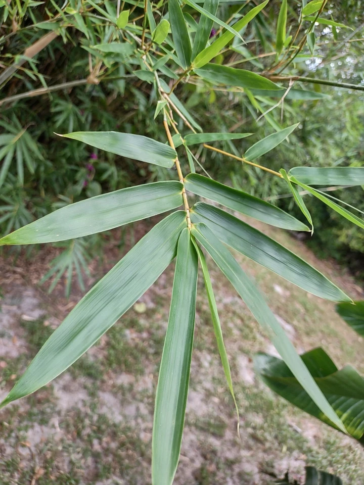 Bambusa Multiplex Clumping Bamboo – One Rooted Cutting Starter Plant, Green Hedge Bamboo for Containers or Garden