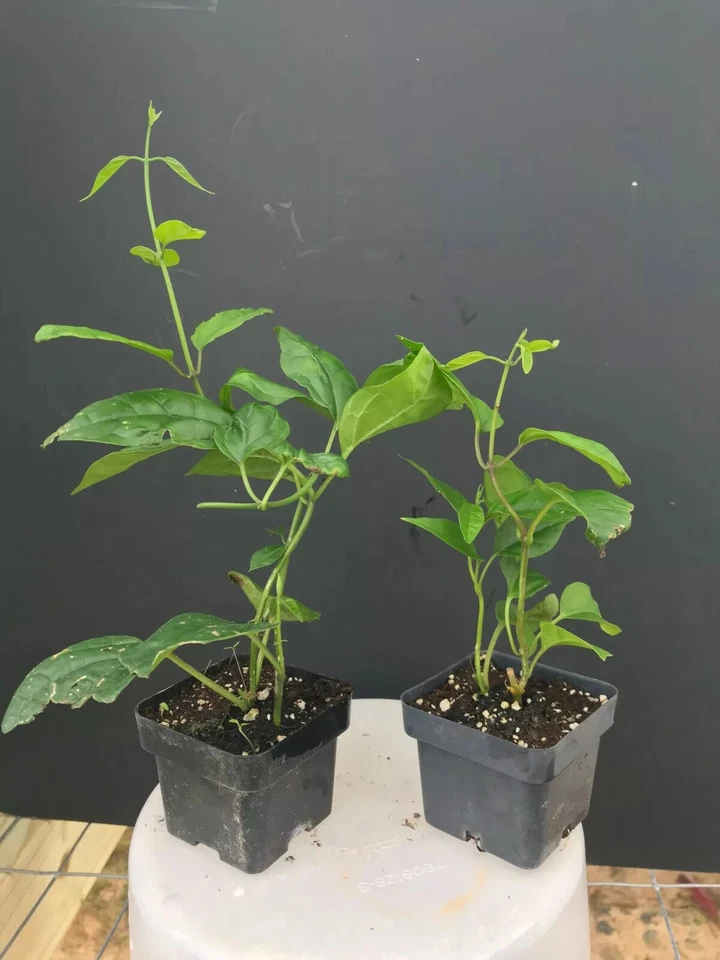 Bleeding Heart Vine Starter Plant – Rooted Clerodendrum Thomsoniae Live Plant, White and Red Flowering Tropical Vine