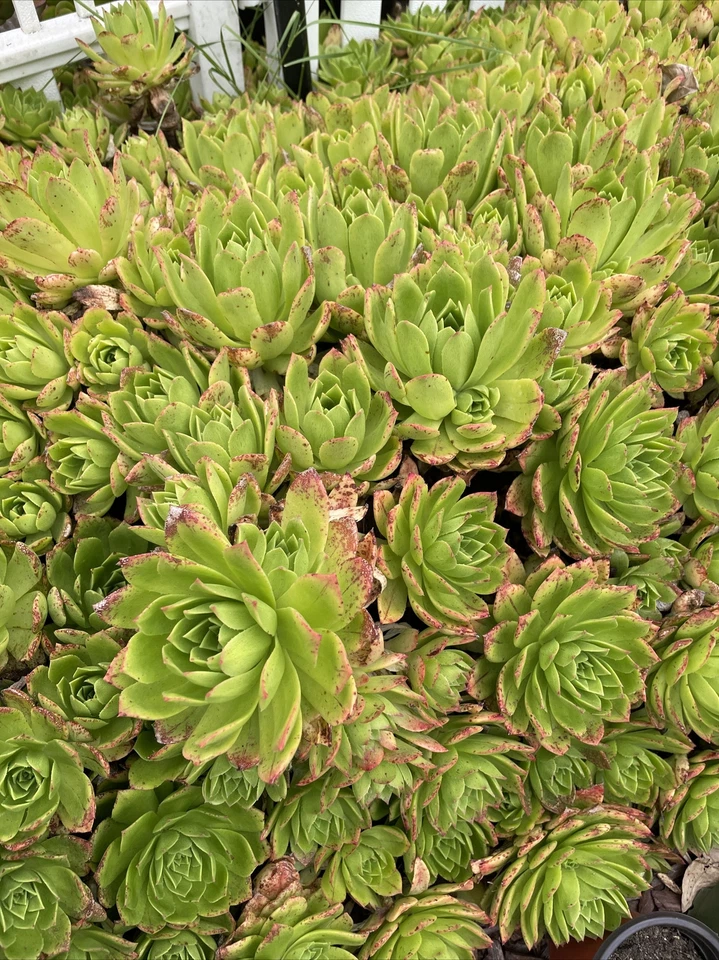 Aeonium Succulent Cuttings Pink Edges Green Rosette, Rare Live Plant Stems for Propagation 4–6 Inch Set of 3