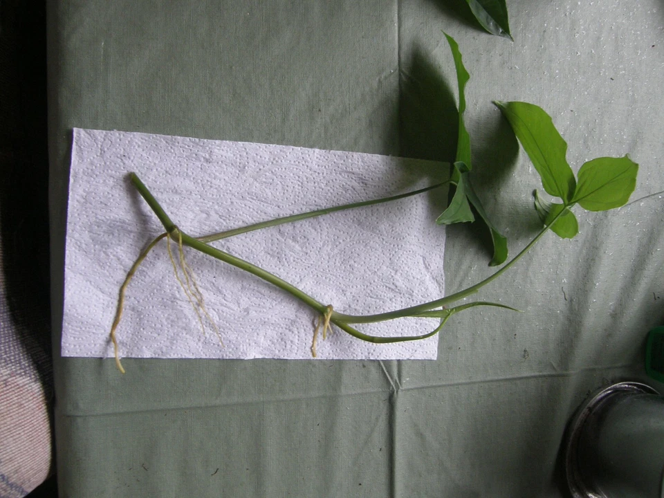 Syngonium Podophyllum Cuttings – Green Arrowhead Vine Lot of 5 Unrooted Houseplant Cuttings