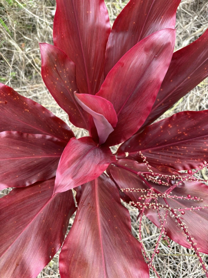 Hawaiian Lilinoe Red Ti Plant Cuttings for Planting – 6 Fresh 6 Inch Starter Logs, Cordyline fruticosa
