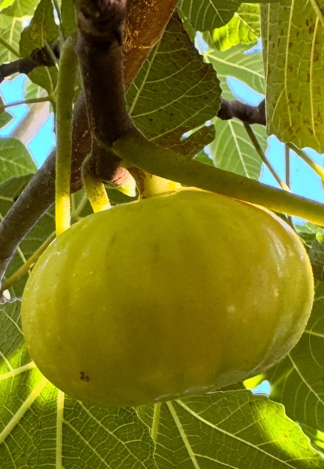 White Marseilles Fig Cuttings – 6 Fresh Fig Tree Cuttings, Ficus Carica Heirloom Variety for Propagation