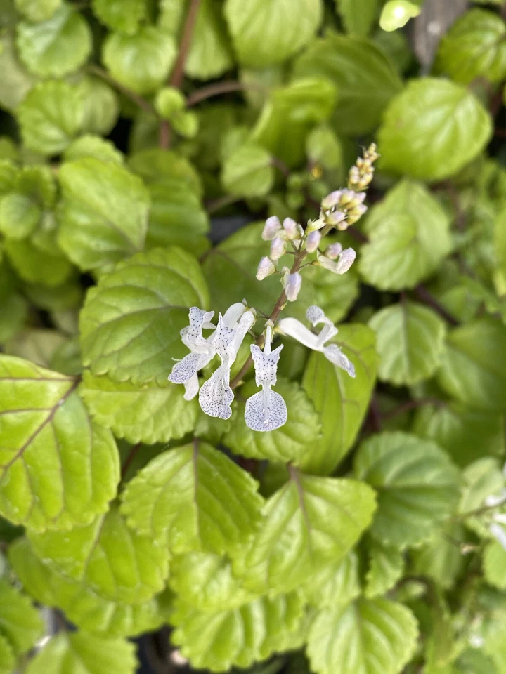 Swedish Ivy Cuttings for Planting – 10 Fresh Plectranthus verticillatus Cuttings, Trailing Indoor Houseplant