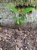 Carolina Cherry Laurel Seedlings – 5 Live Prunus caroliniana Plants, Rooted Starters for Hedge or Landscape