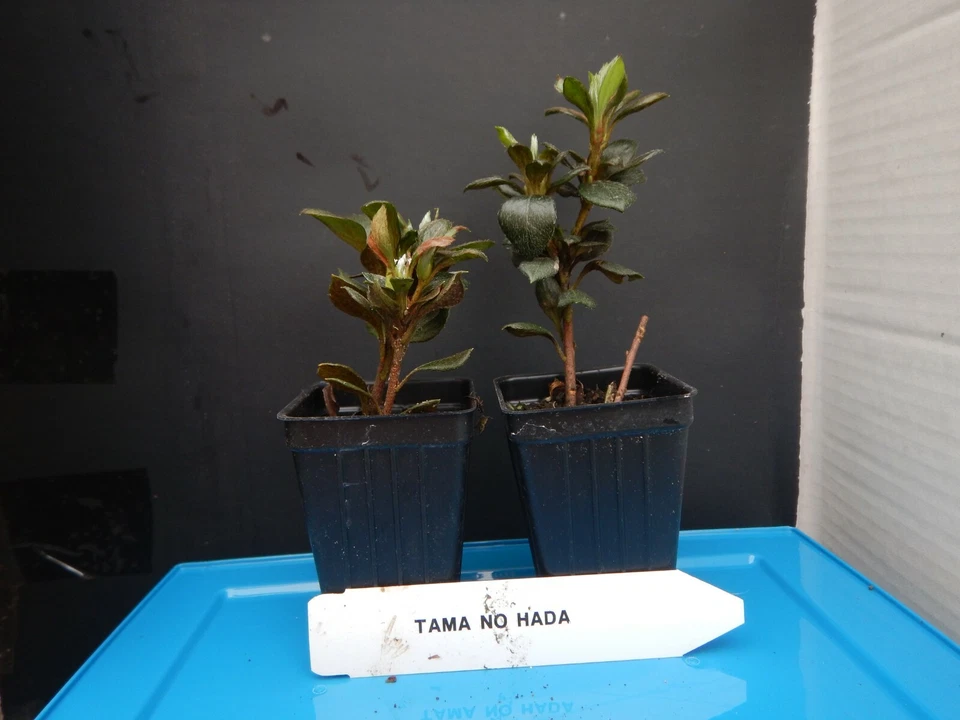 Tama no Hada Azalea Starter Plant – Deciduous Rhododendron Live Plant with Mixed Flower Colors