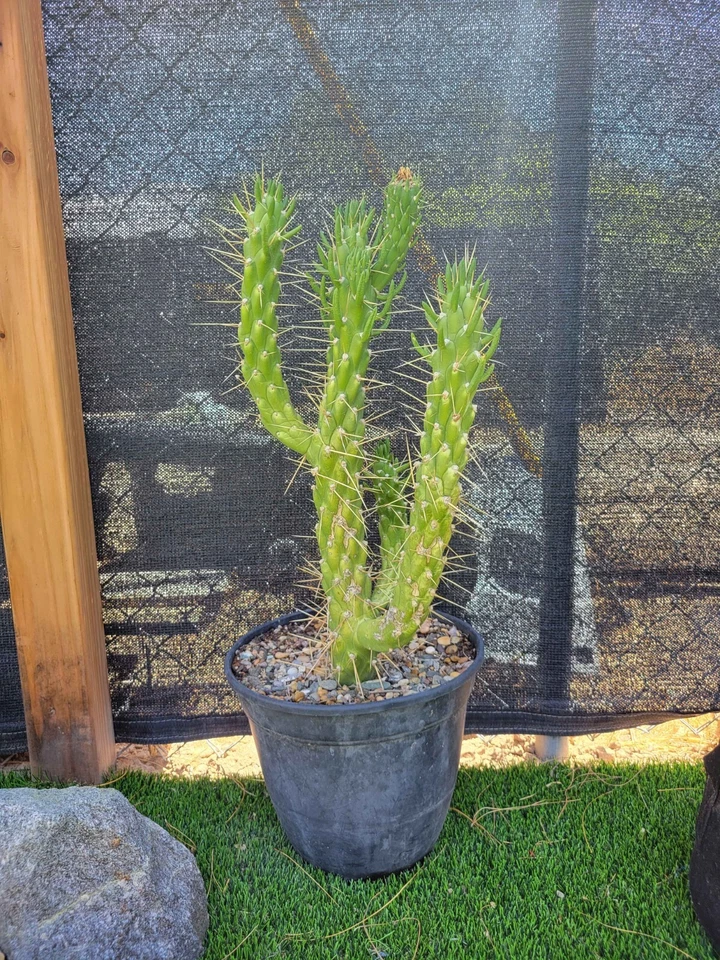 Austrocylindropuntia Cutting – Eve’s Needle Cactus Live Unrooted Cutting for Planting