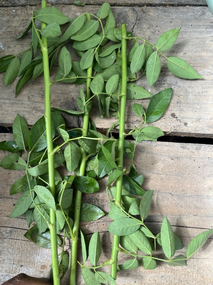 Peggy Martin Rose Cuttings – 10 Unrooted Pink Rose Cuttings 10 Inch Long, Rosa Climbing Shrub for Propagation