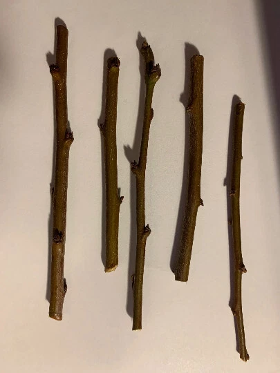 Sweet Pluerry Scion Cuttings – Plum x Cherry Hybrid Prunus Tree Sticks for Grafting or Propagation