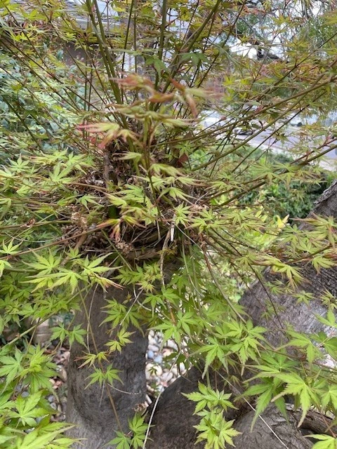 Japanese Maple Tree Cuttings – 10 Unrooted Acer palmatum Cuttings, 6 Inch Scion Wood for Rooting & Grafting