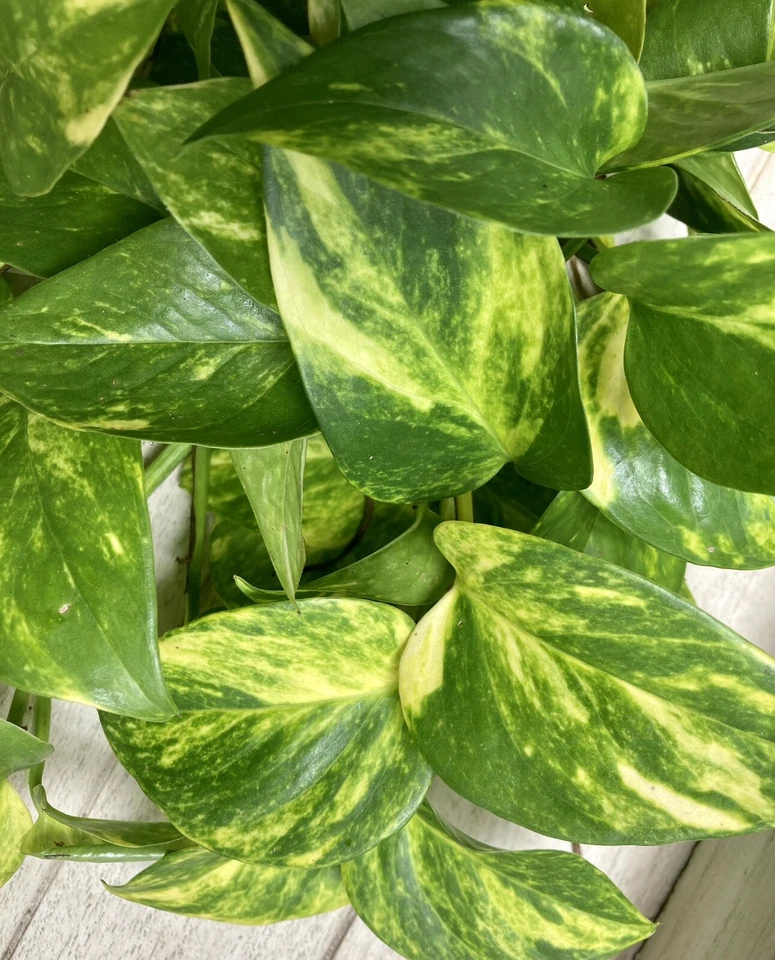 Pothos Rooted Cuttings – 10 Live Epipremnum Aureum Plants Ready to Plant, Indoor Houseplant Starters