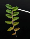 Marcgravia aff. coriacea – 10-Leaf Cutting – Shingling Terrarium Vine for Vivarium and High-Humidity Plant Displays