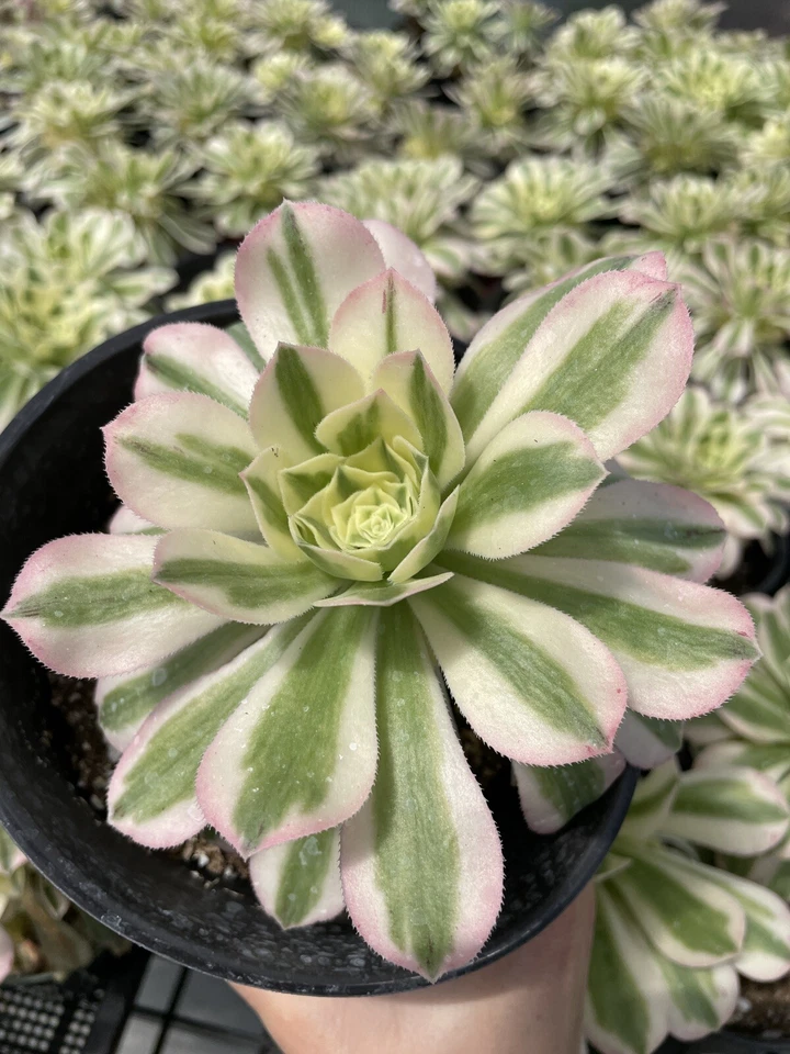 Aeonium Variegated Maybach Cutting 3.5” – Live Succulent Cutting for Planting – Colorful Rosette Starter