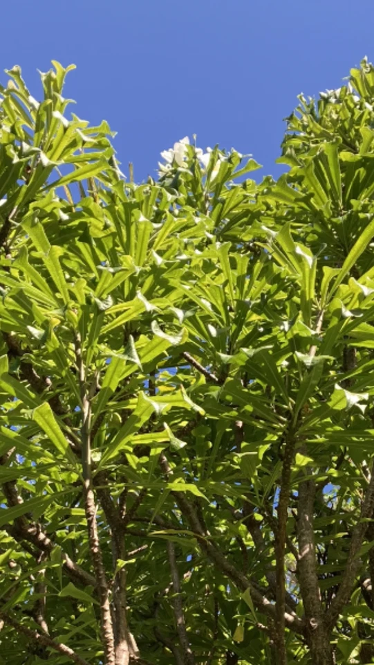 Plumeria pudica Hawaiian Fiddle – 5 Fresh Unrooted Cuttings for Tropical Frangipani Planting