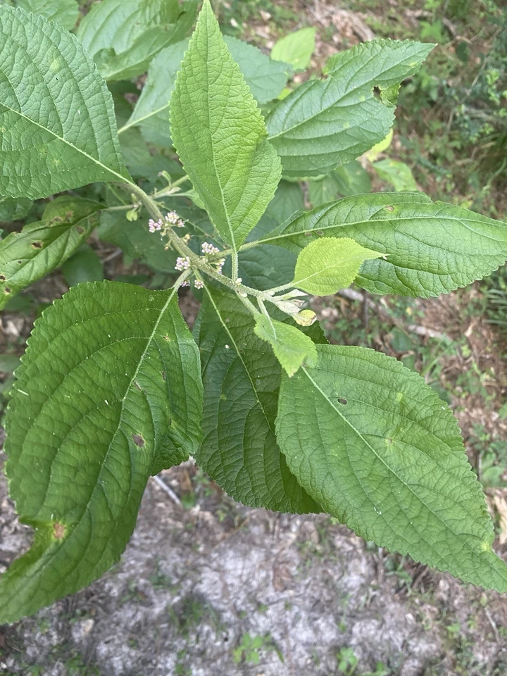 Beautyberry Bush Cuttings – 10 Unrooted Callicarpa Clippings for Propagation, Outdoor Native Shrub