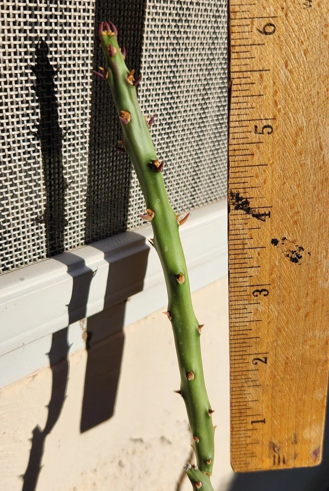 Arizona Pencil Cholla Cactus Cutting – Cylindropuntia Arbuscula Live Unrooted Cactus Plant (1)