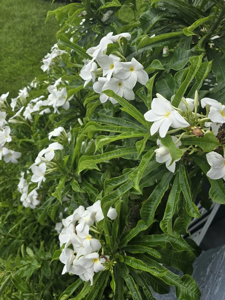 White Plumeria Cuttings – 4 Fresh Unrooted Frangipani Cuttings, 8–12 Inch Tropical Flower Plant Starter
