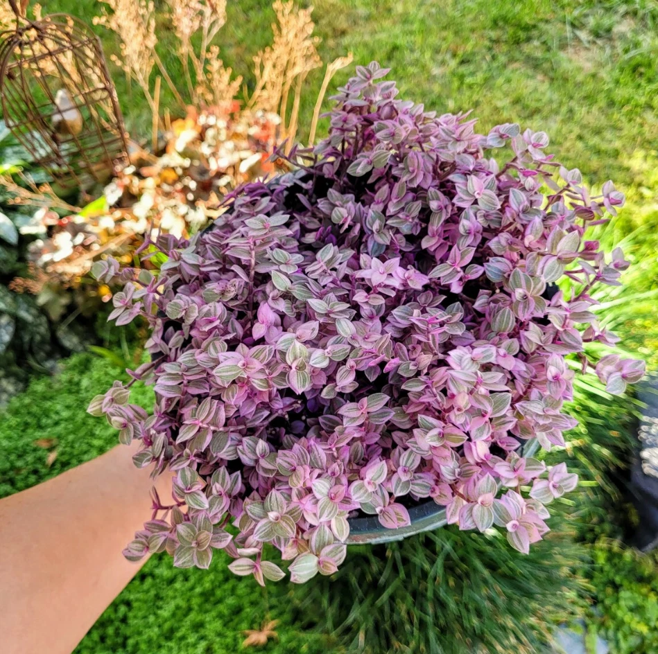 Callisia Repens Pink Lady – Live Turtle Vine Plant in 2" Pot – Variegated Succulent Trailing Houseplant