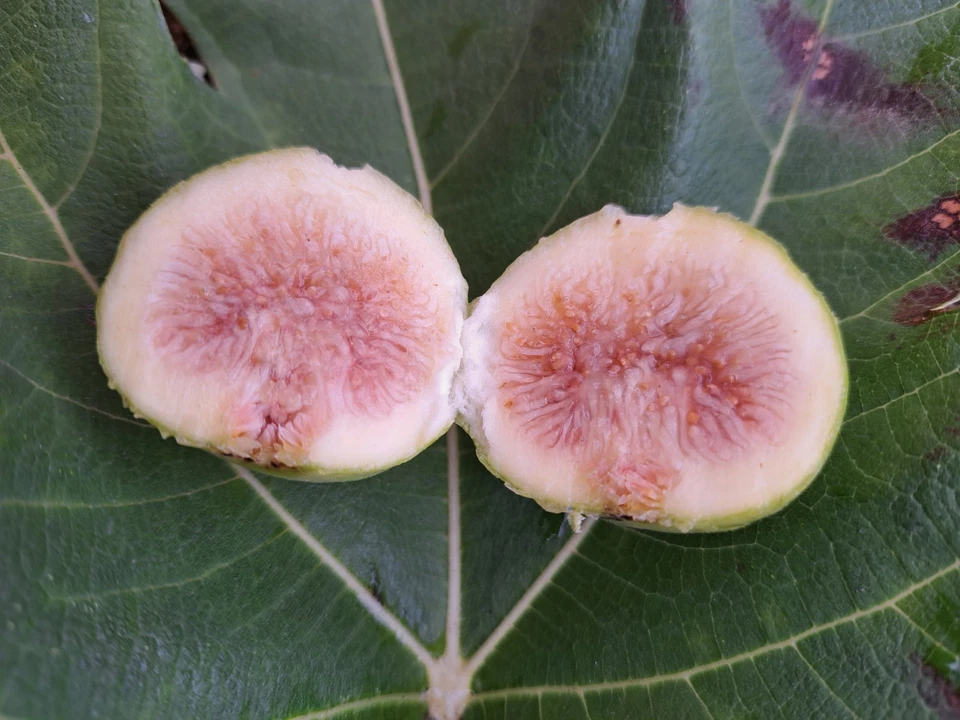 Lattarula Fig Cuttings – 7 Fresh Fig Tree Cuttings, Ficus Carica Fruit Variety for Propagation