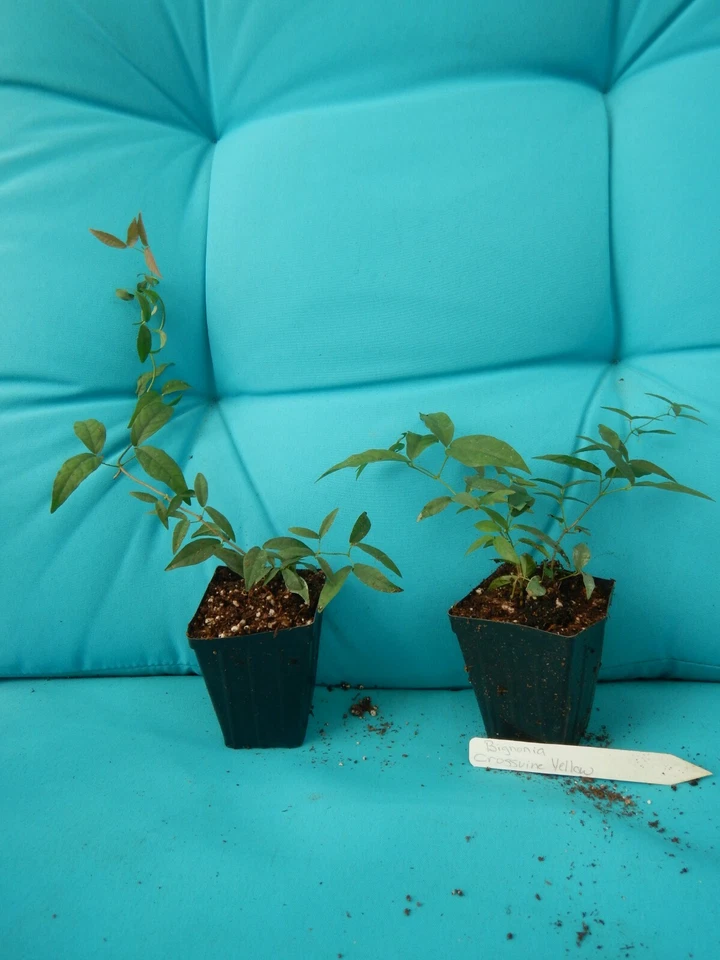 Tangerine Beauty Crossvine – Bignonia Capreolata Rooted Starter Plant, Evergreen Climbing Vine for Garden