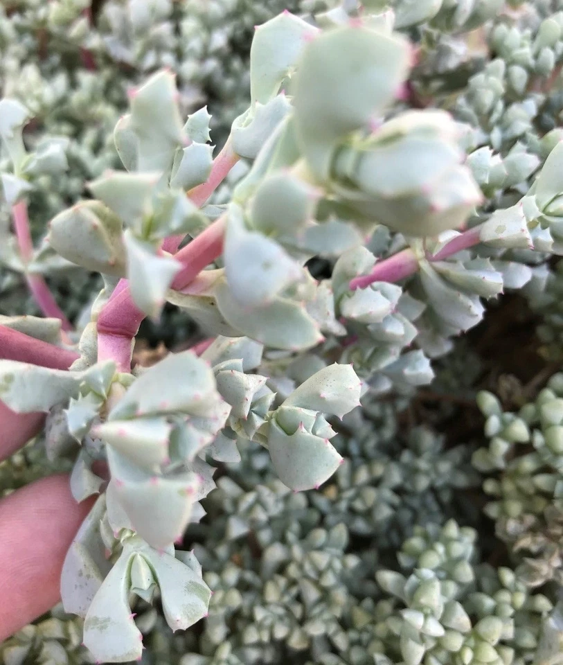 Oscularia Deltoides Cuttings – 3 Deltoid-Leaved Dew Plant Cuttings 4–6 Inch Succulent for Propagation