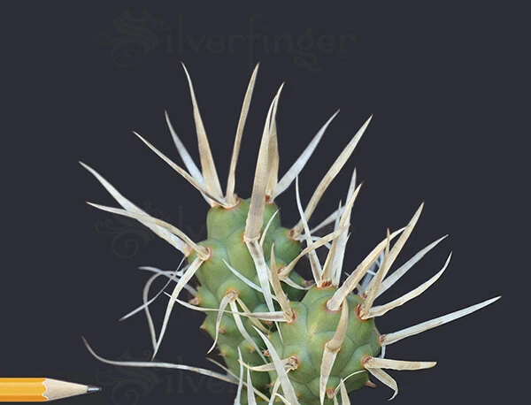 Paper Spine Cactus Live Plant – Tephrocactus articulatus papyracanthus, Potted Succulent with Papery Spines