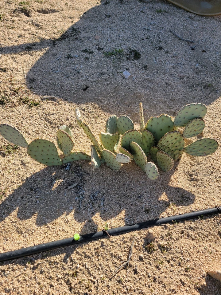 Desert Prickly Pear Opuntia Phaeacantha – 2 Pads 4–7 Inch – Cold Hardy Cactus Plant