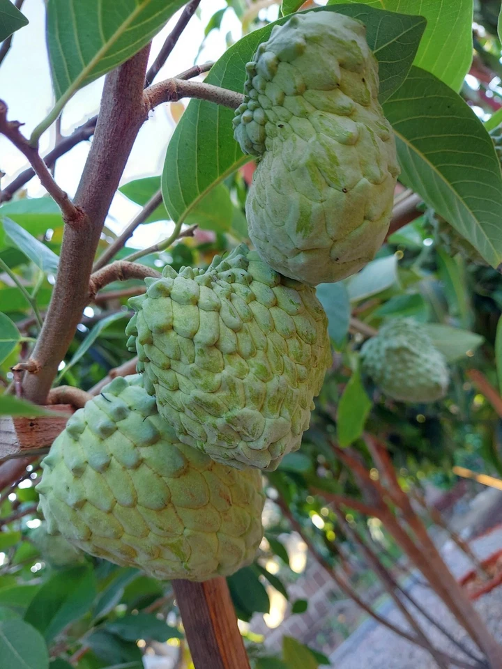 Cherimoya Live Cuttings – 10 Organic Annona cherimola Sticks About 8 Inch Long, Fruit Tree Cuttings for Planting