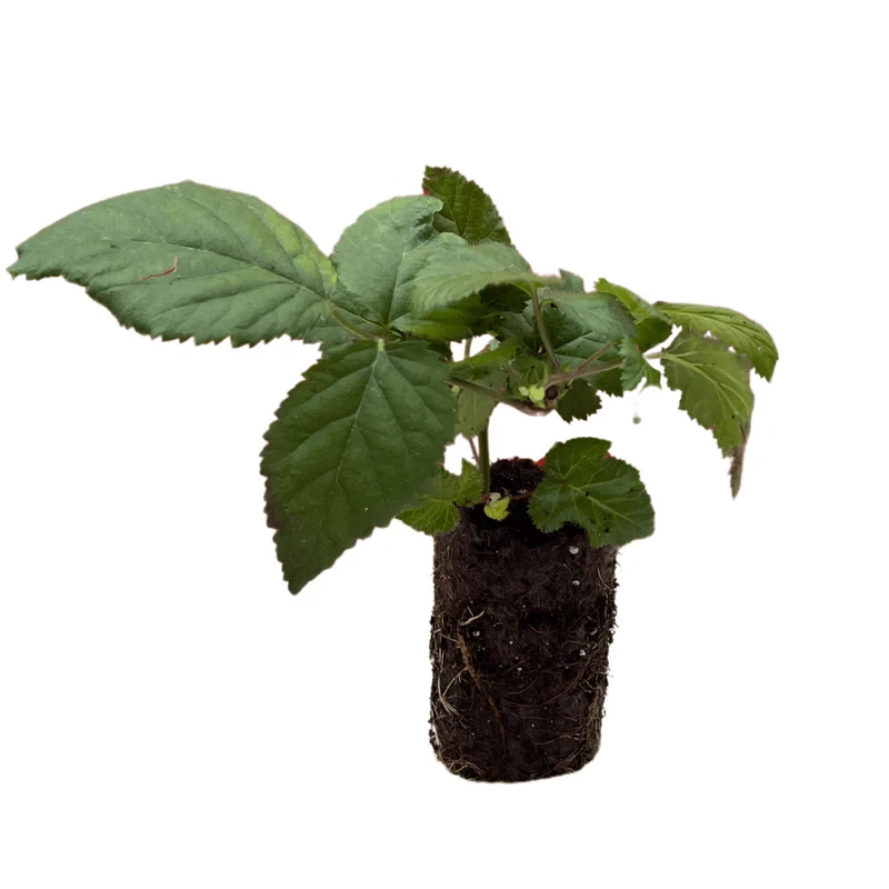 Natchez Thornless Blackberry Starter Plugs 3 Plants Rubus Fruit Shrub for Garden Planting
