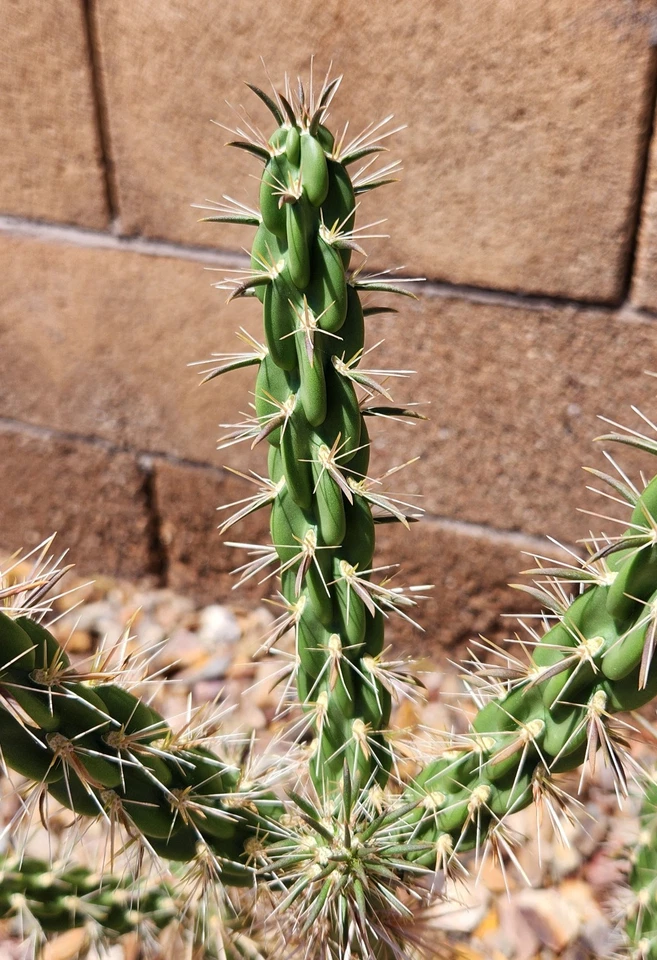 Tree Cholla Cactus Cutting – Cylindropuntia imbricata Live Unrooted Cactus Cutting, Desert Cactus Plant