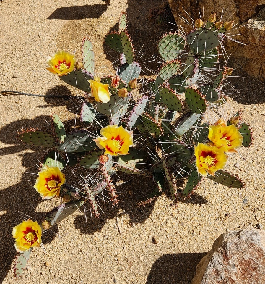 Opuntia Macrocentra Black Spine Prickly Pear – 1 Live Cactus Pad Cutting, Purple-Tint Desert Cactus Starter