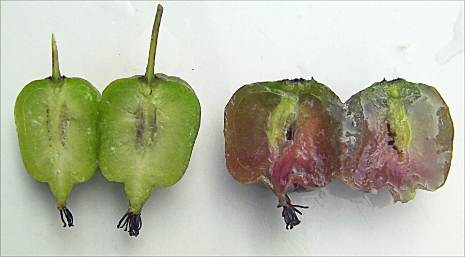 Hardy Arctic Kiwi Cuttings – 6 Anna FEMALE Actinidia arguta Seedless Vine Cuttings for Propagation