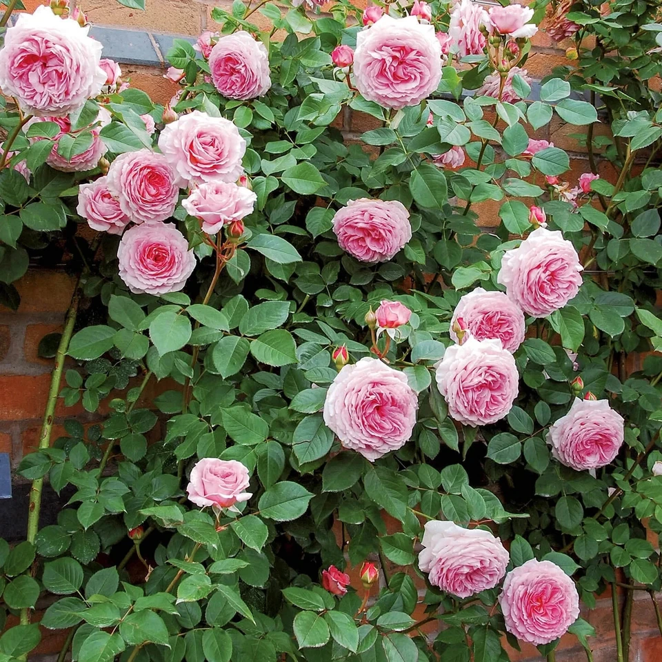 English Climbing Rose James Galway Auscrystal Unrooted Cuttings 3 Stems 5–8 Inch for Propagation