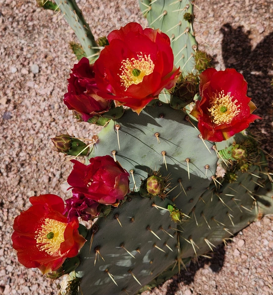 Opuntia Fruit Punch Hybrid Prickly Pear Cactus Pad Cutting, 1 Live Segment