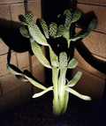 Consolea Rubescens Cactus Pad Cutting Live, Road Kill Opuntia Type Pad Segment for Propagation