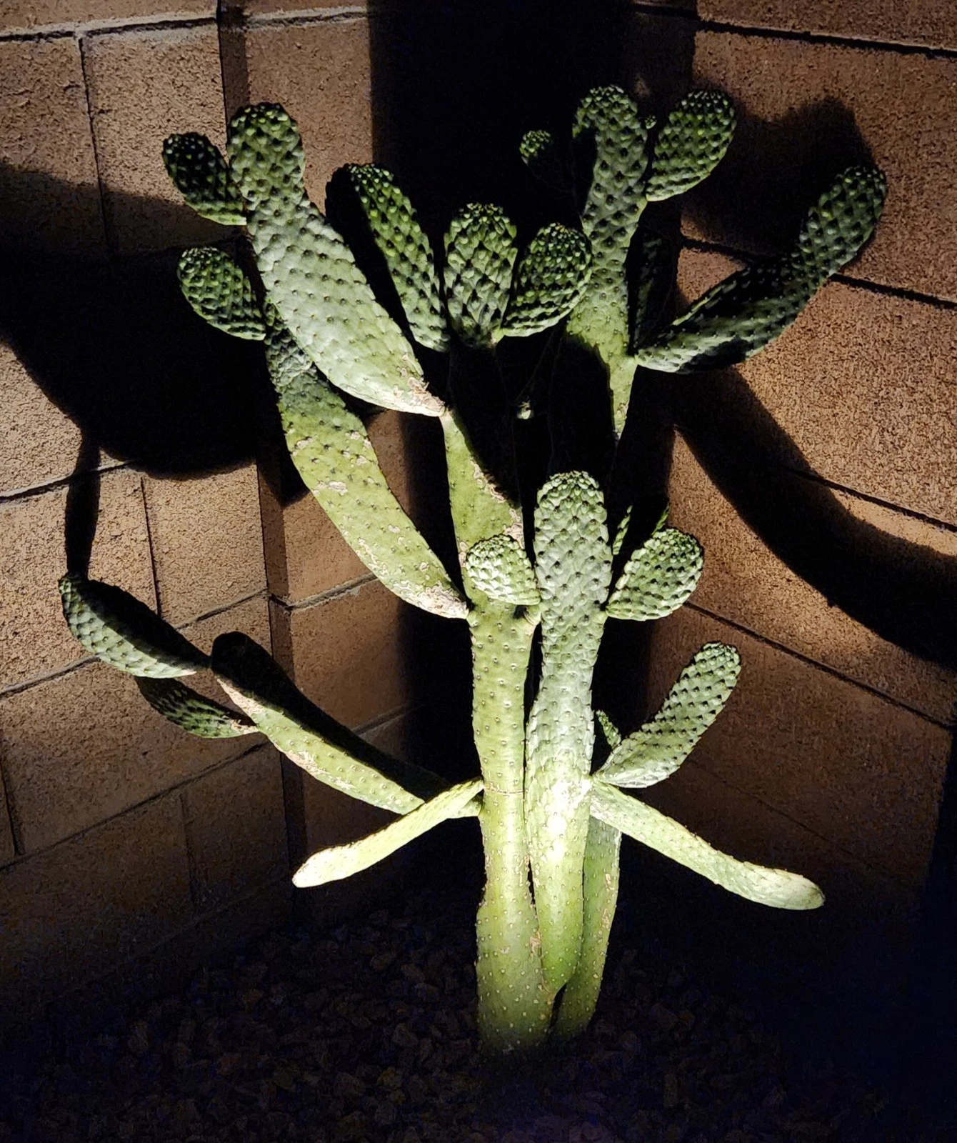 Consolea Rubescens Cactus Pad Cutting Live, Road Kill Opuntia Type Pad Segment for Propagation