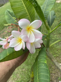 Orange Rainbow Plumeria Cuttings 6–12 Inch Frangipani Live Plant Cuttings