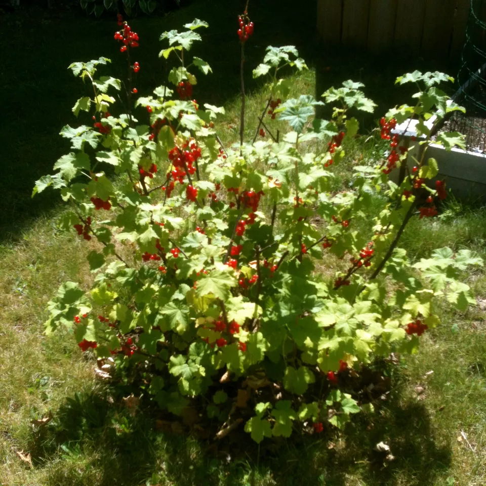 Red Lake Currant Rooted Cuttings Ribes Rubrum Hardy Fruit Shrub for Garden Planting