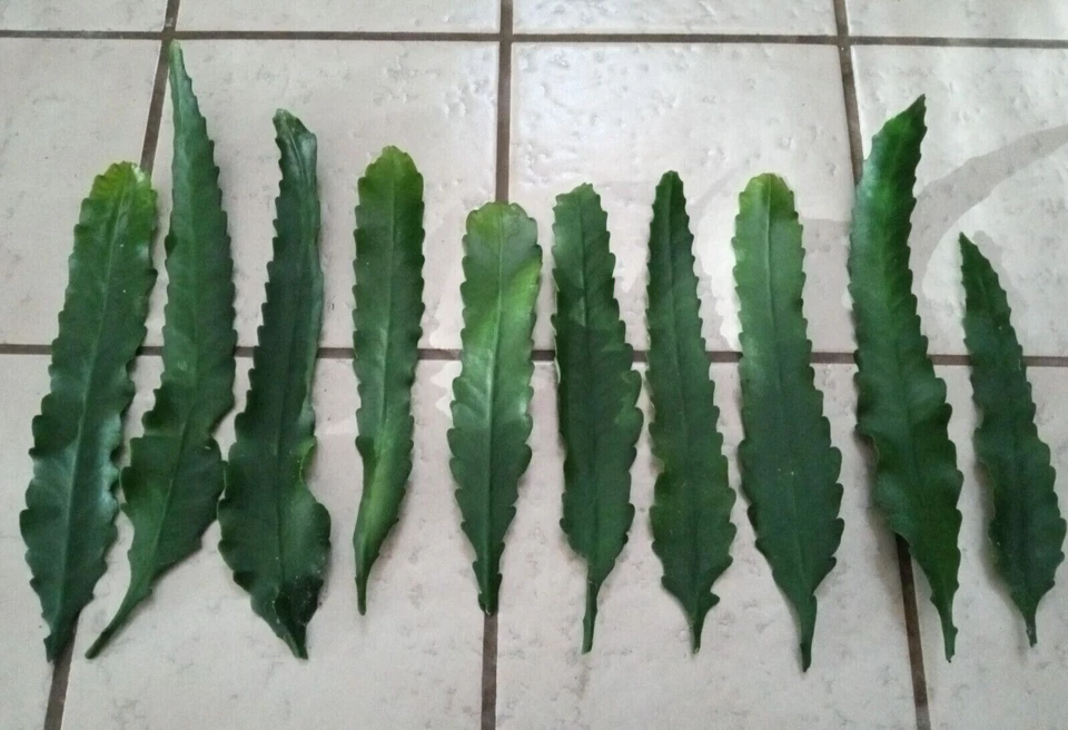 German Empress Epiphyllum Cutting – Rare Red Orchid Cactus 6+ Inch Live Stem for Rooting