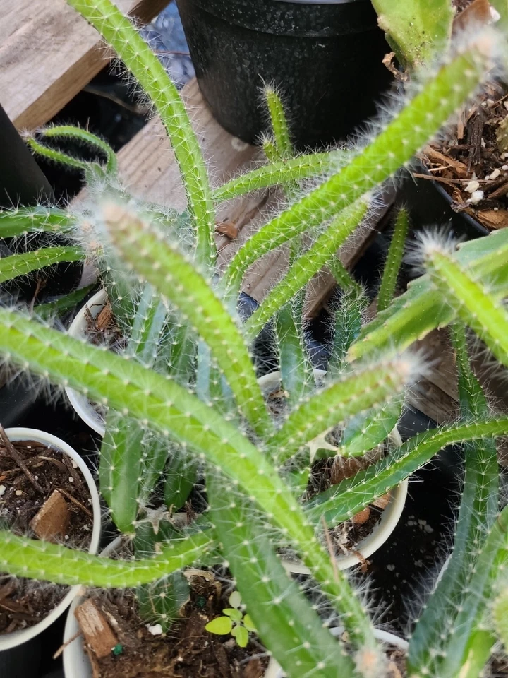 Selenicereus Testudo Cuttings – 4 Live Dog Tail Medusa Cactus Cuttings, Trailing Succulent Cactus for Planting