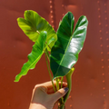 Philodendron Burle Marx Cutting – Unrooted Cutting with Air Roots and Multiple Nodes for Propagation