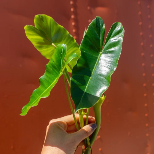 Philodendron Burle Marx Cutting – Unrooted Cutting with Air Roots and Multiple Nodes for Propagation