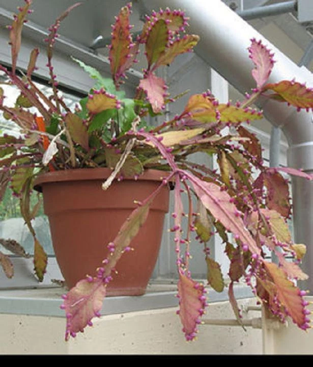 Rhipsalis elliptica Seeds – 50 Rare Hanging Cactus Epiphyllum-Type Jungle Cacti Seeds, Exotic Houseplant Variety