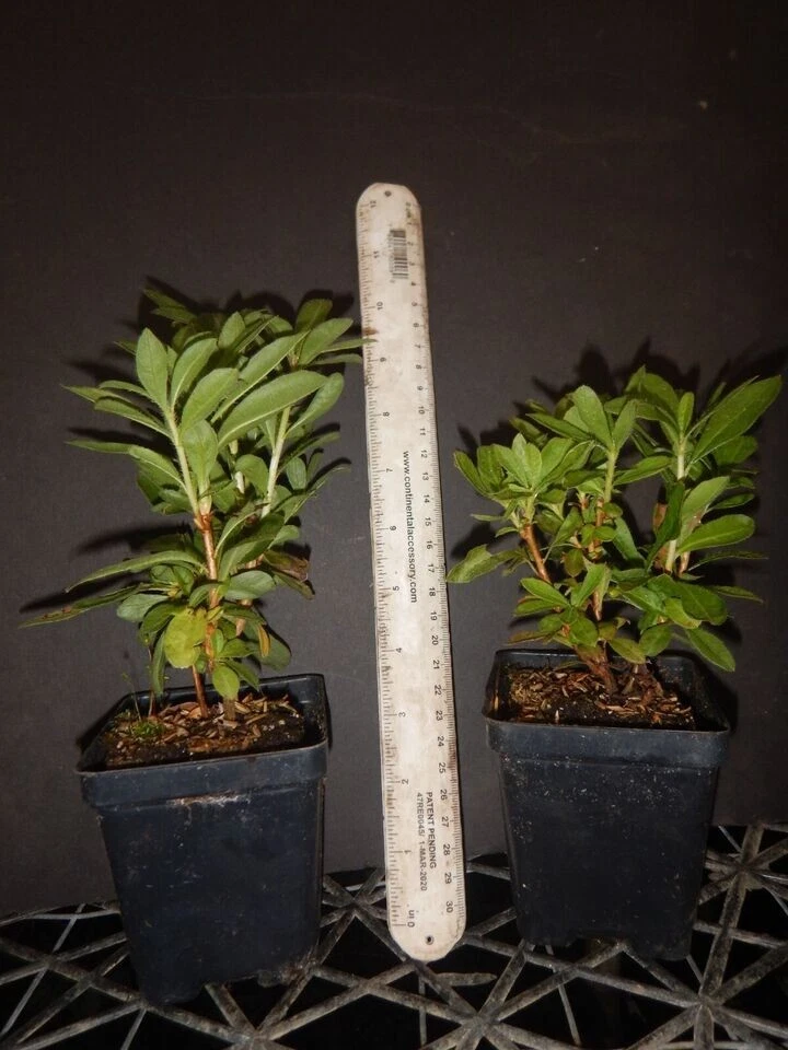 Escatawpa Aromi Azalea Starter Plant – Deciduous Rhododendron Shrub, Live Plant May Be Dormant