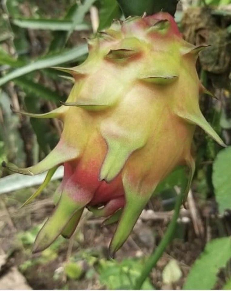 Dragon Fruit Cuttings for Planting – 11 Unrooted Stems 8–14 Inches, Pitaya Cactus Cutting