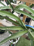 Dragon Fruit Cutting Live, Coco Irish Pitaya Cactus Cuttings 8 to 12 Inches for Propagation