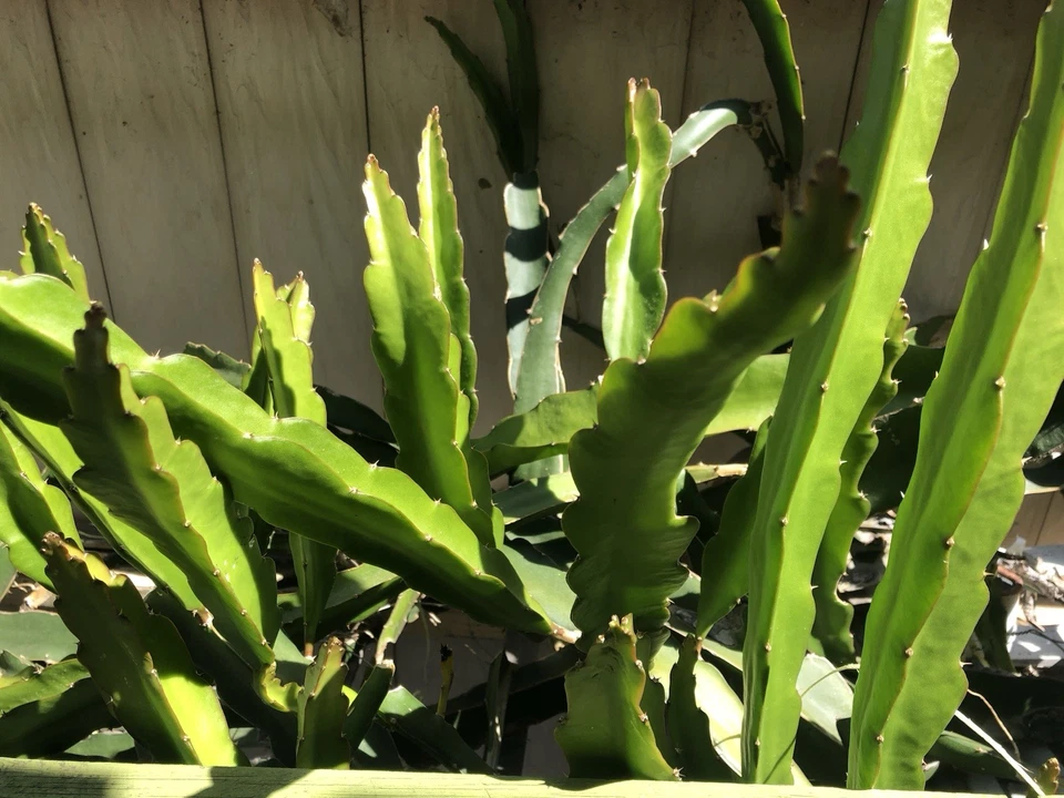 White Dragon Fruit Cuttings for Planting – 2 Unrooted 18 Inch Hylocereus undatus Pitaya Cactus Cuttings