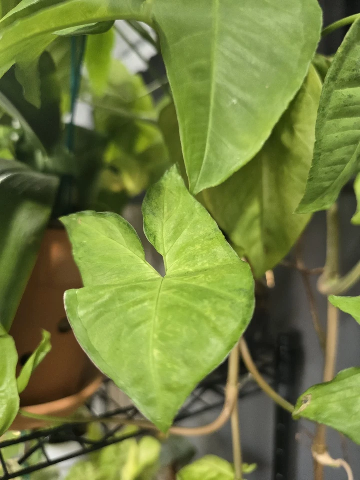Arrowhead Plant Variety Pack Live, 2 Rooted Syngonium Houseplants Indoor Foliage Plants